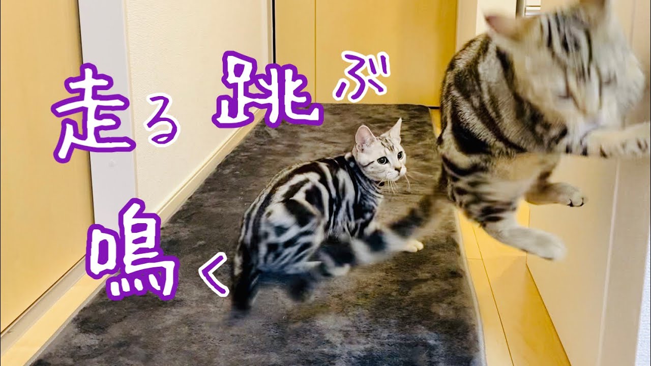 【鳴き声】猫の運動会で走る跳ぶ鳴く【アメリカンショートヘア】子猫 American Shorthair kitten