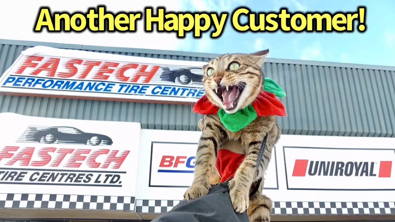 Crazy Bengal Cats!✨🐯🐯🐯✨