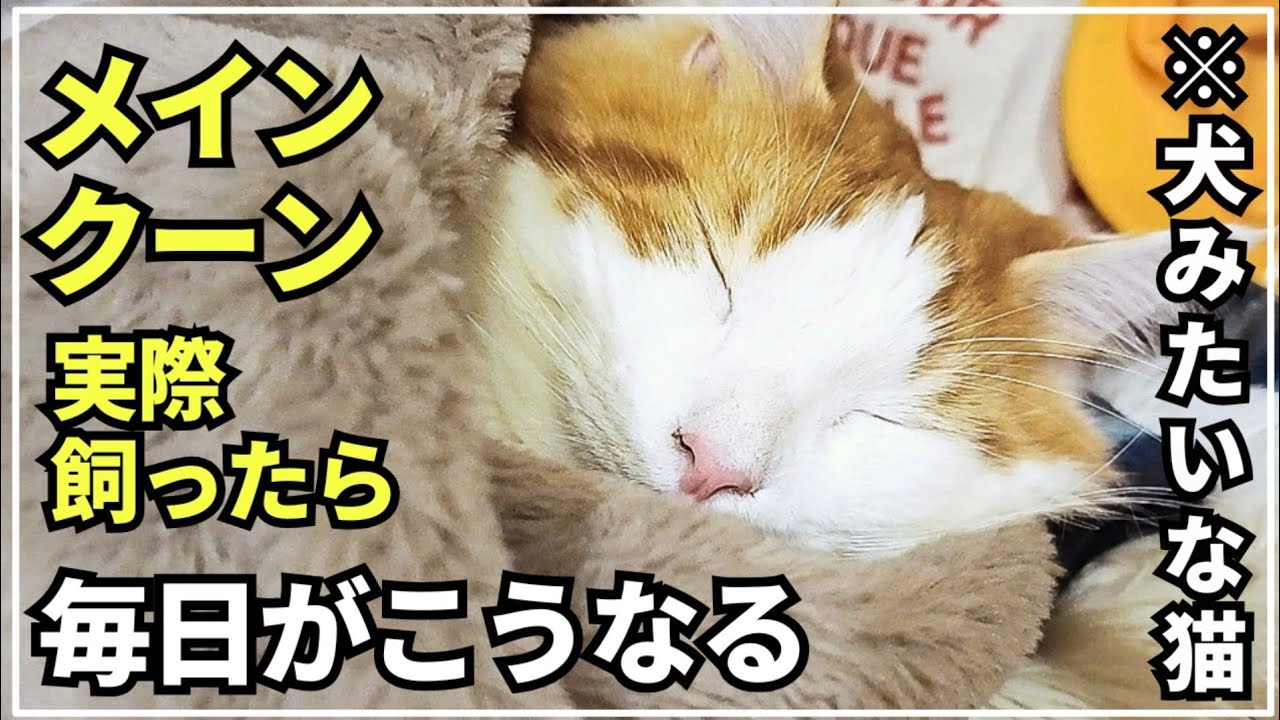メインクーンと暮らす家族の日常│愛猫に凄いご馳走をあげました！