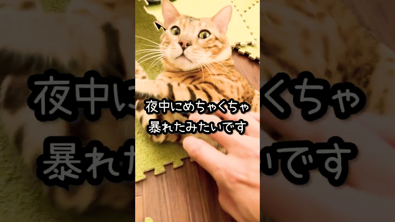 ベンガル猫が暴れるとこうなります