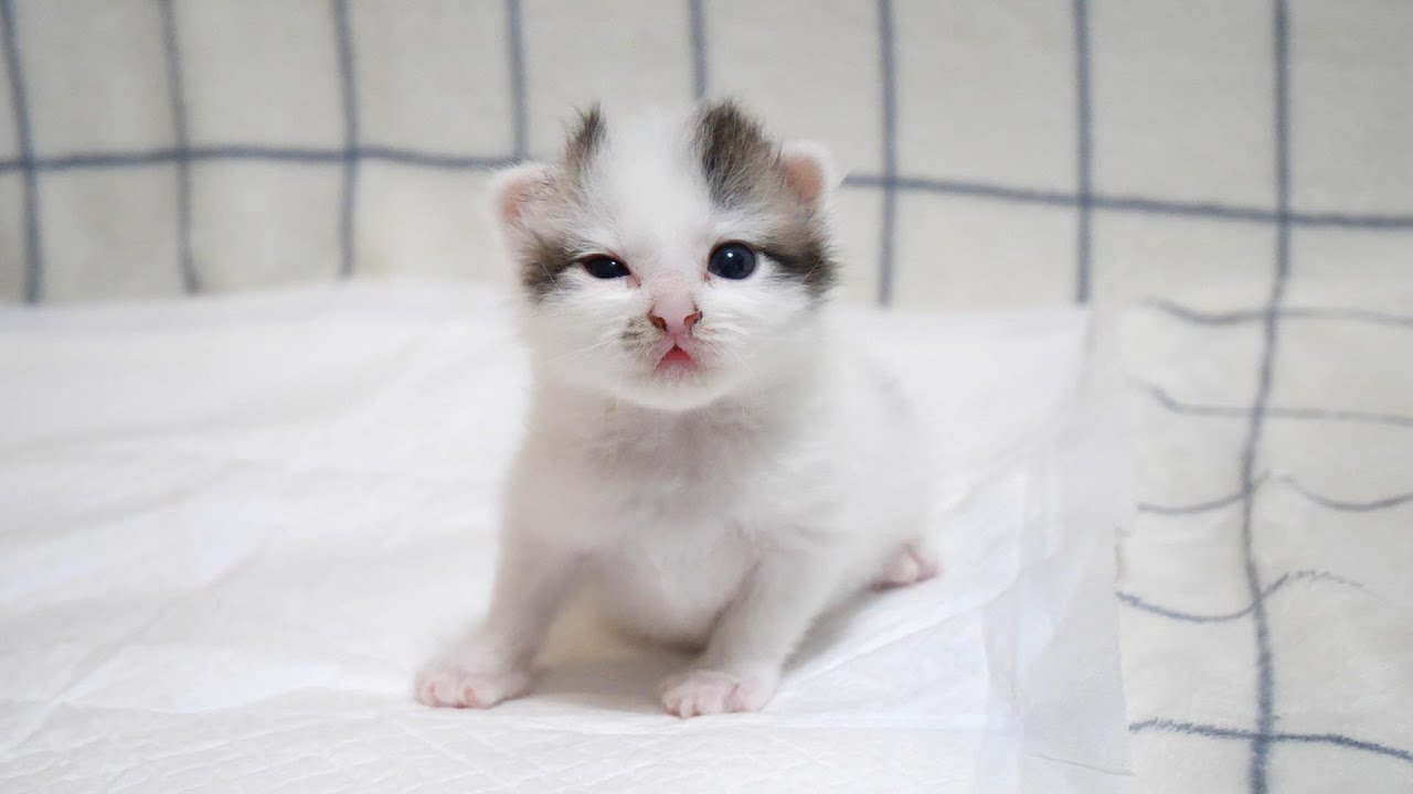 必死に眠さと戦う子猫に予期せぬ訪問者が？【赤ちゃん猫　保護猫】