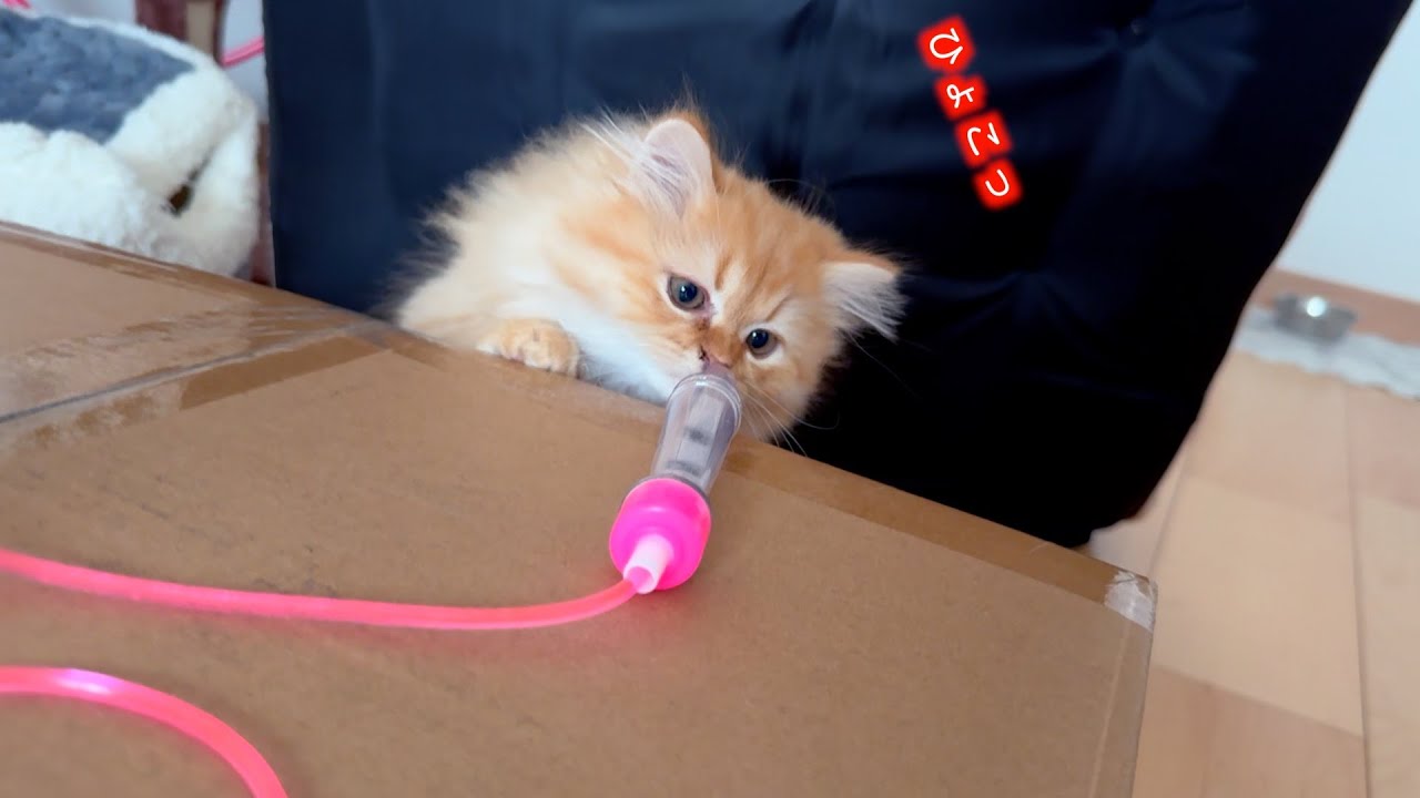 (超愛くるしい）子猫と縄跳びで遊んでみた！　　　　　I played with a kitty by jumping rope.