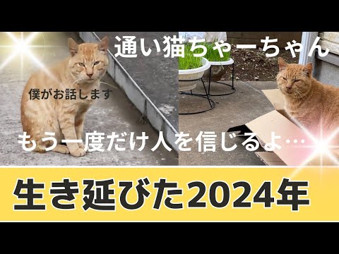 飼い主が行方不明になった茶トラ猫が通い猫になるまで【通い猫ちゃーちゃん】