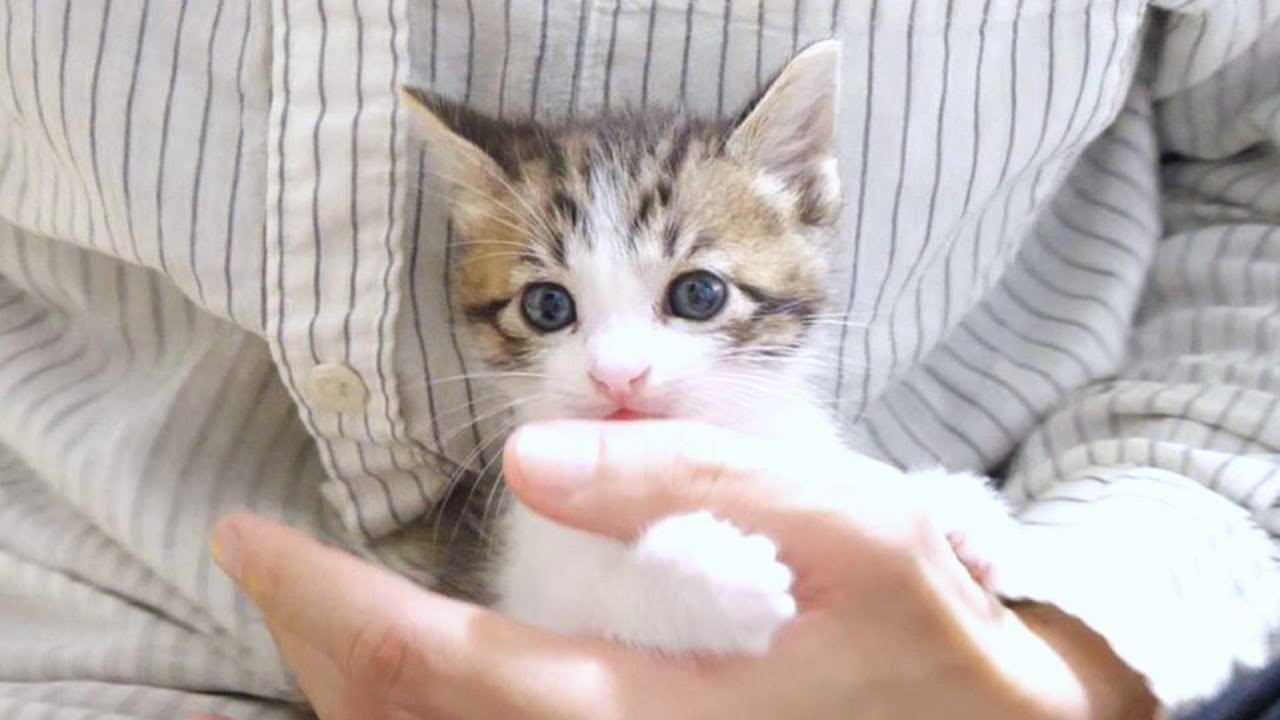 この後続々と子猫達が膝に飛び乗ってきて天国でした【赤ちゃん猫　保護猫】