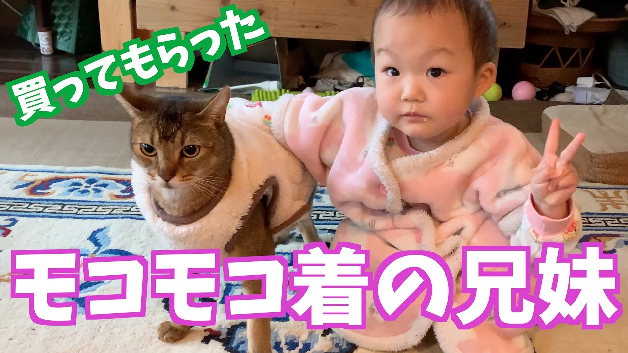 モコモコベストを着て過ごす猫のキビ
