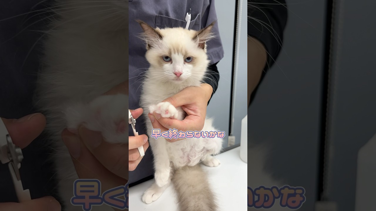 嫌そうに爪切りされるラグドール