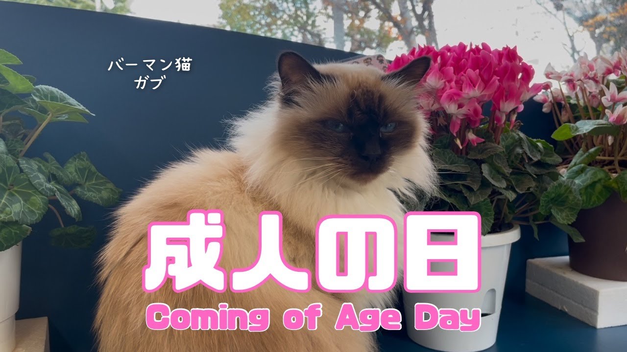 バーマン猫ガブ【成人の日】Coming of Age Day（バーマン猫）Birman/Cat