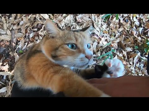 山へ迎えに来てくれた父を嬉しくて離さない娘猫
