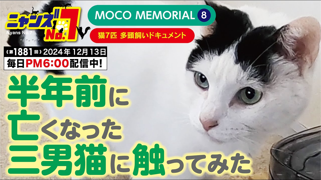 《第1881》MOCO MEMORIAL⑧半年前に亡くなった三男猫に触ってみた