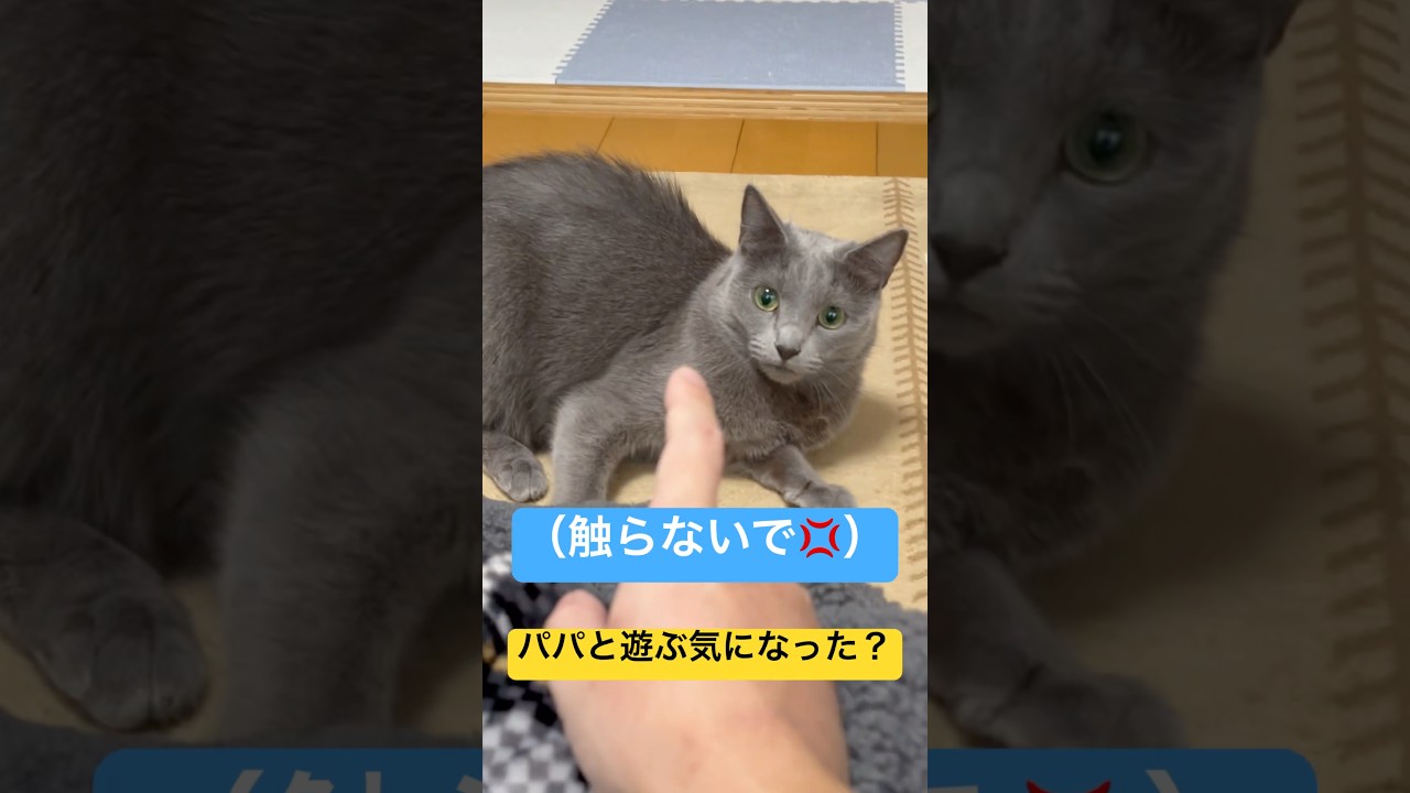 【猫ロシアンブルー】パパを全力で拒否る そらちゃん（笑）#shorts