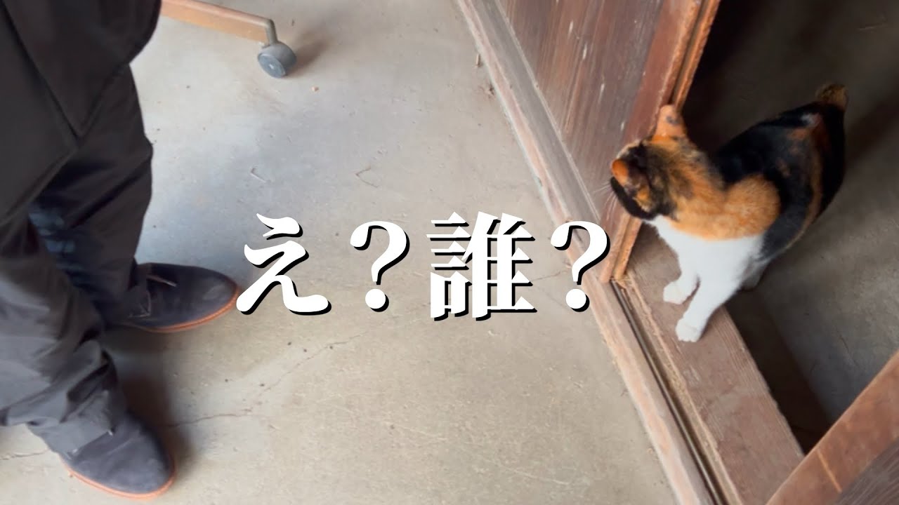 今日もお爺と平凡な日､､､だと思っていた猫。謎の宿泊者と孫達からの逃亡劇！