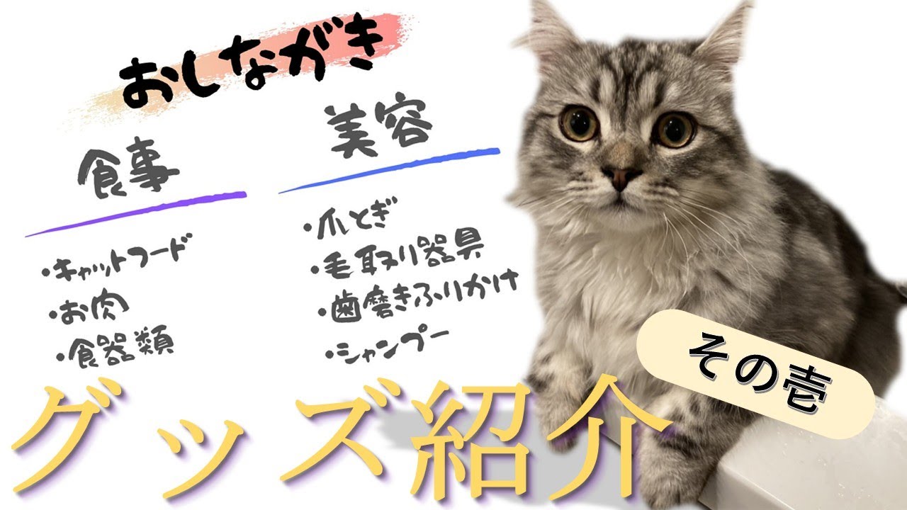 猫グッズ紹介_我が家のラガマフィンが使っている猫グッズ