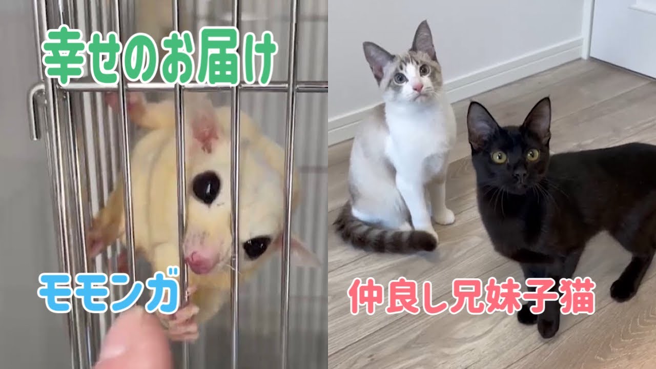 【幸せのお届け】モモンガ5匹と先住猫1匹がいる家族に仲間入りした仲良し兄妹猫