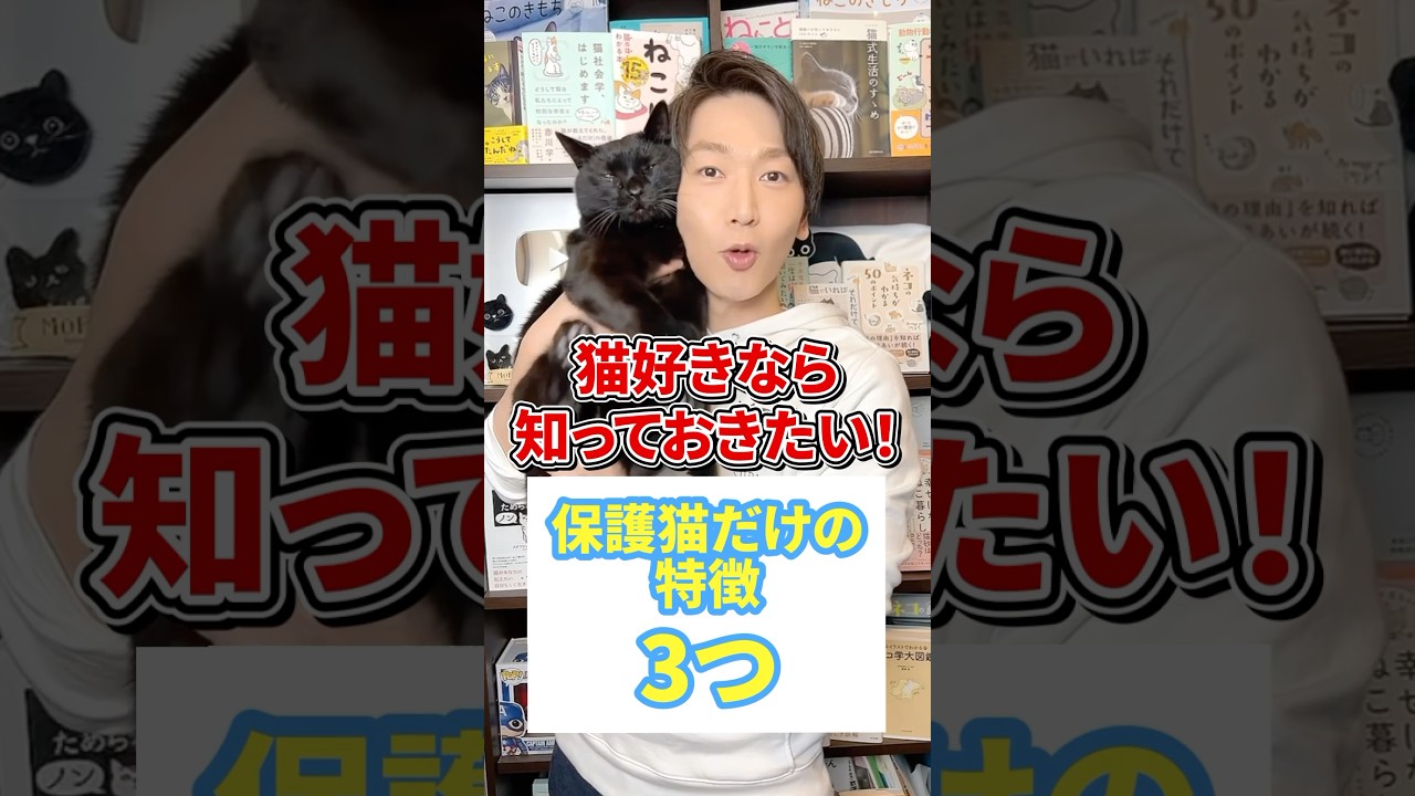 猫好きなら知っておきたい！保護猫だけの特徴３つ #猫 #保護猫 #ねこ