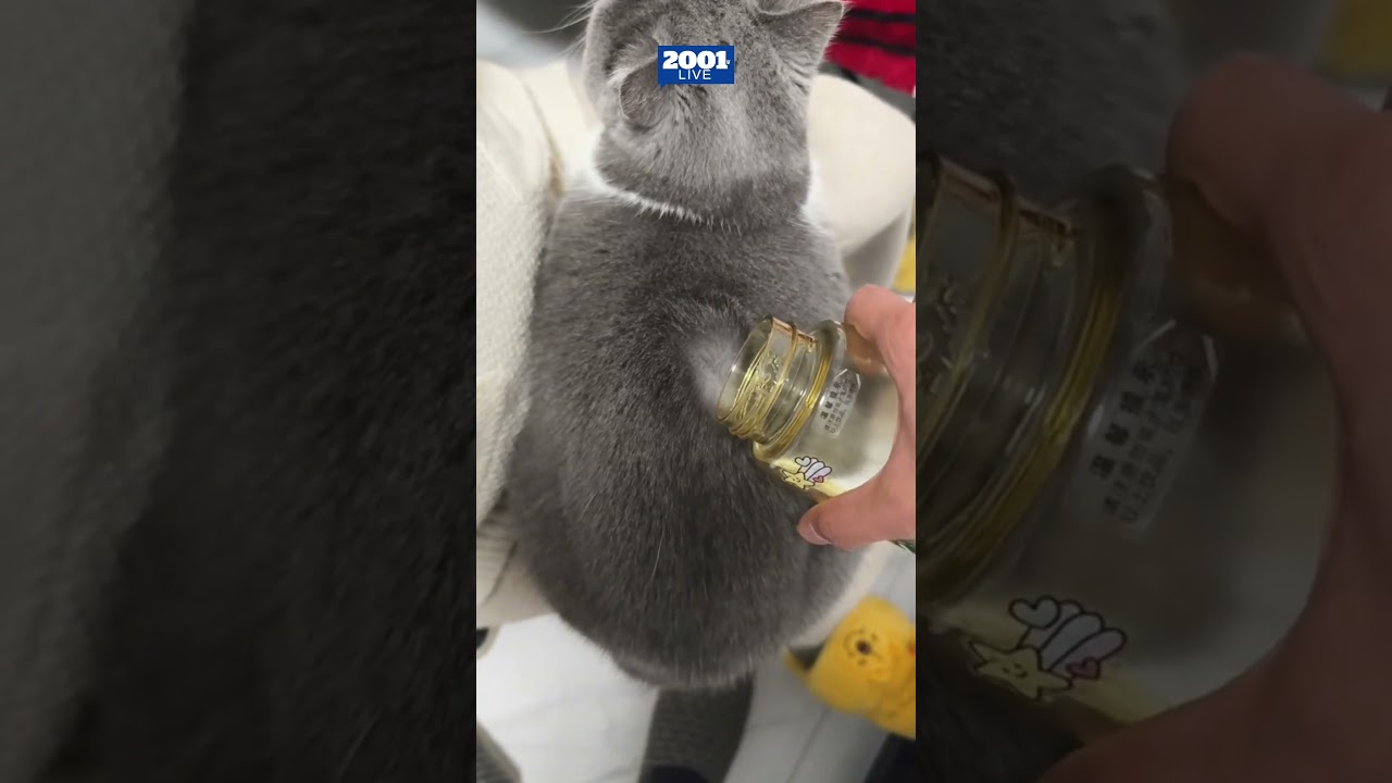 El pelaje de este gato es resistente al agua