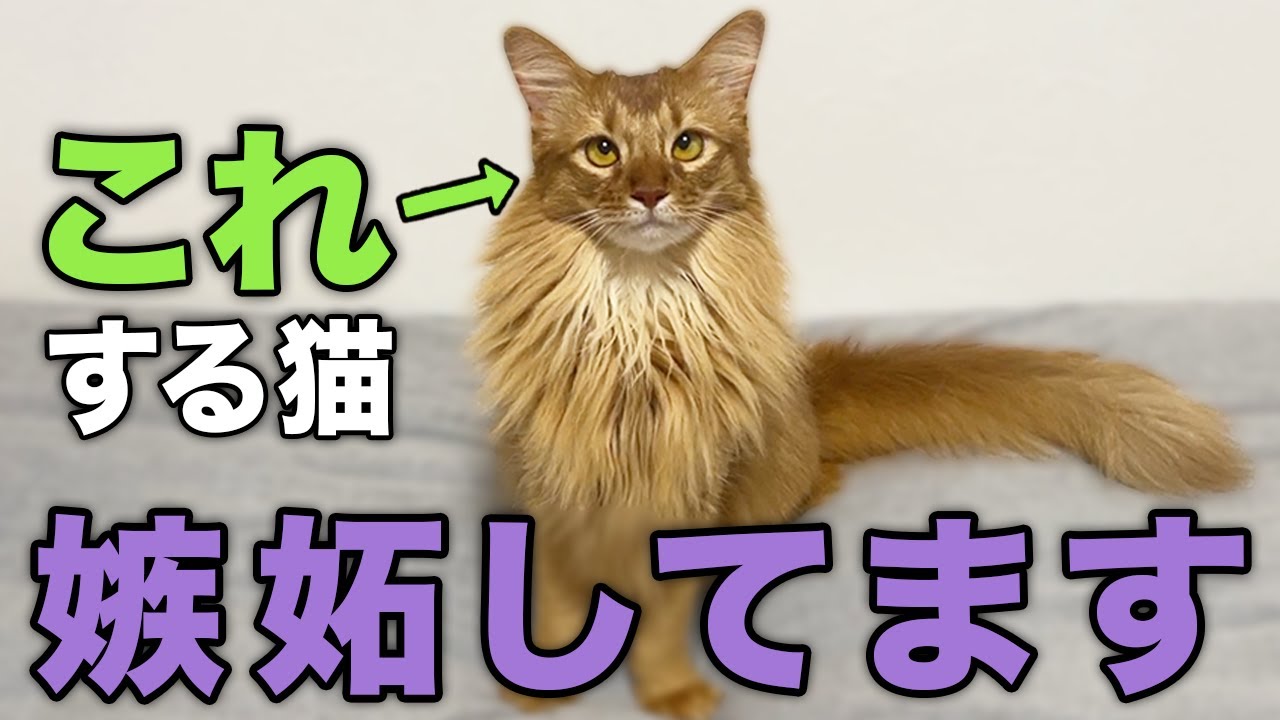 【完全版】猫が大好きな人に見せる嫉妬行動10選
