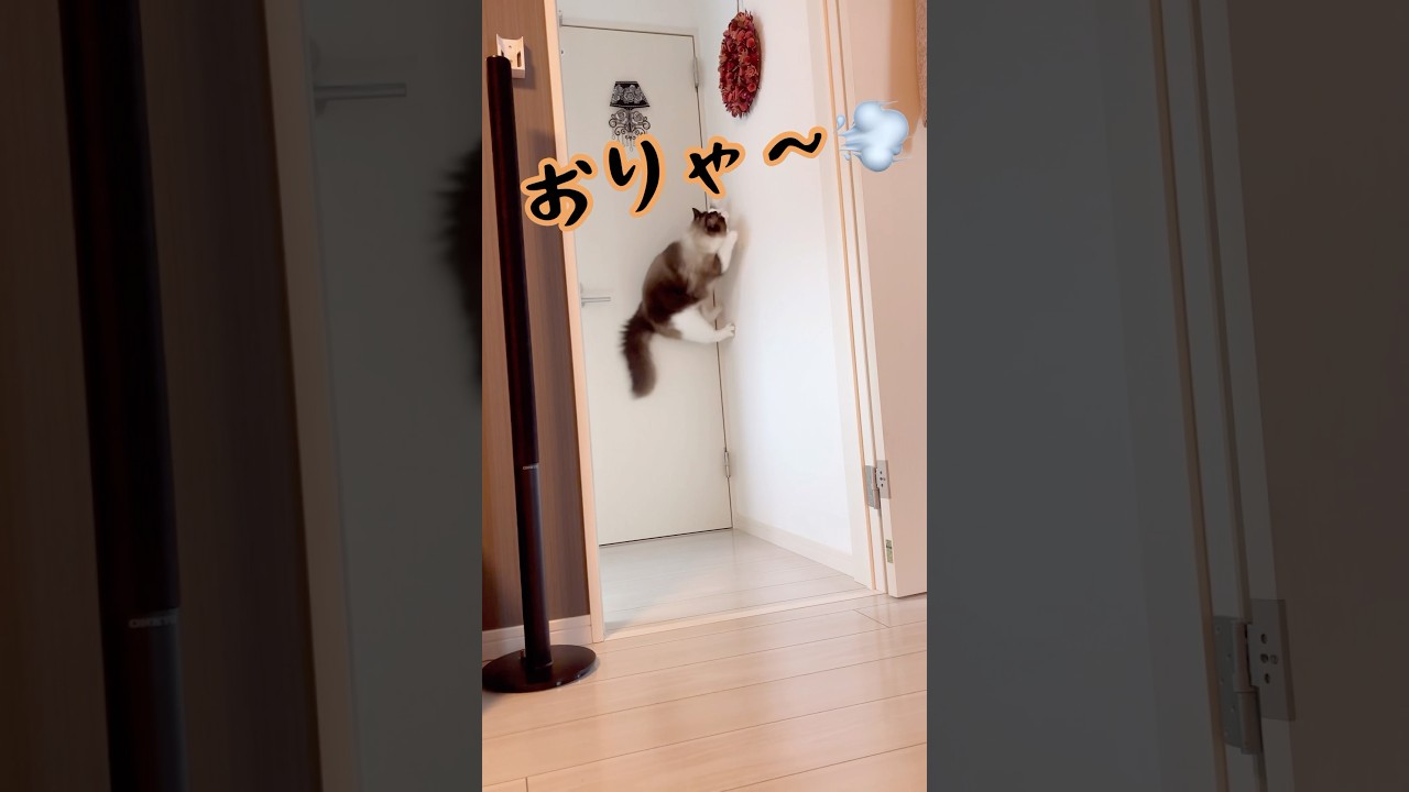 【猫動画】銀次郎飛んだつもり😈#shorts #cat #猫 #ラグドール #ragdoll