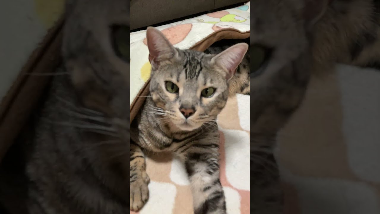 【猫様】肉球と美脚からのアングルの先にはドアップのサービスショット！