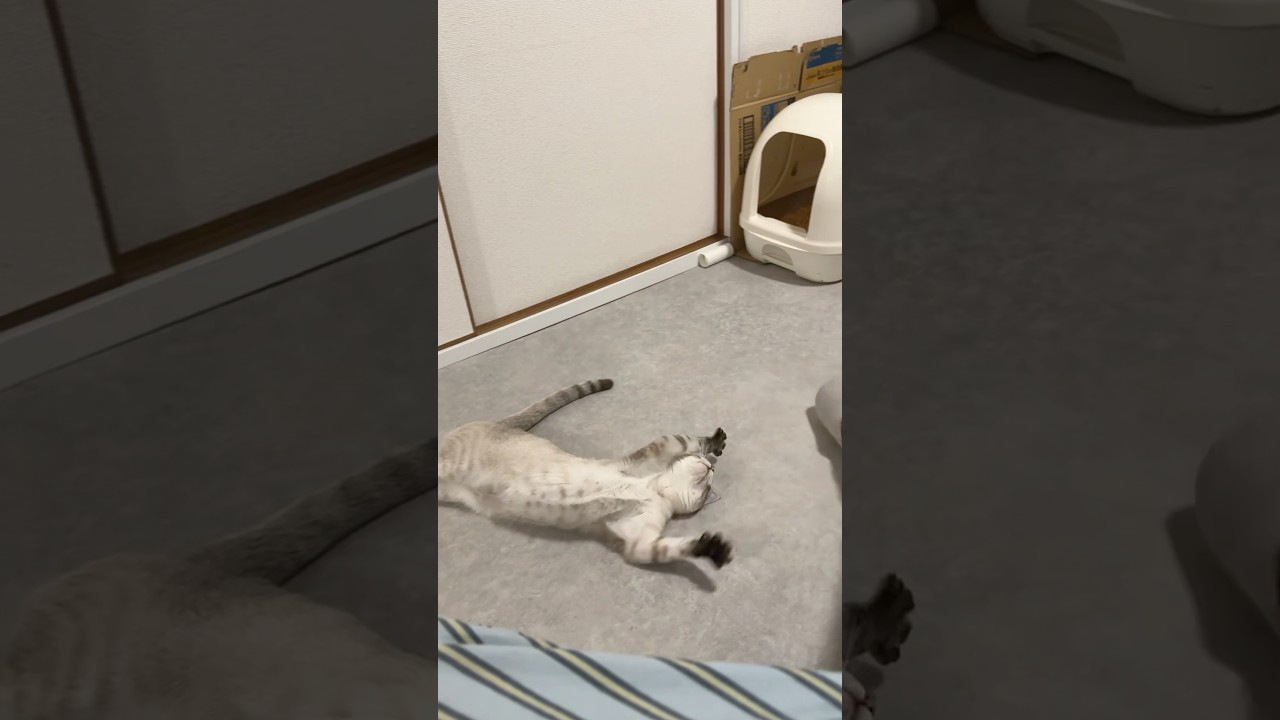 足で戯れる猫の様子　#シャムトラ  #元保護猫 #シャムミックス  #cat #猫耳 #kitten  #猫耳 #siamese mix