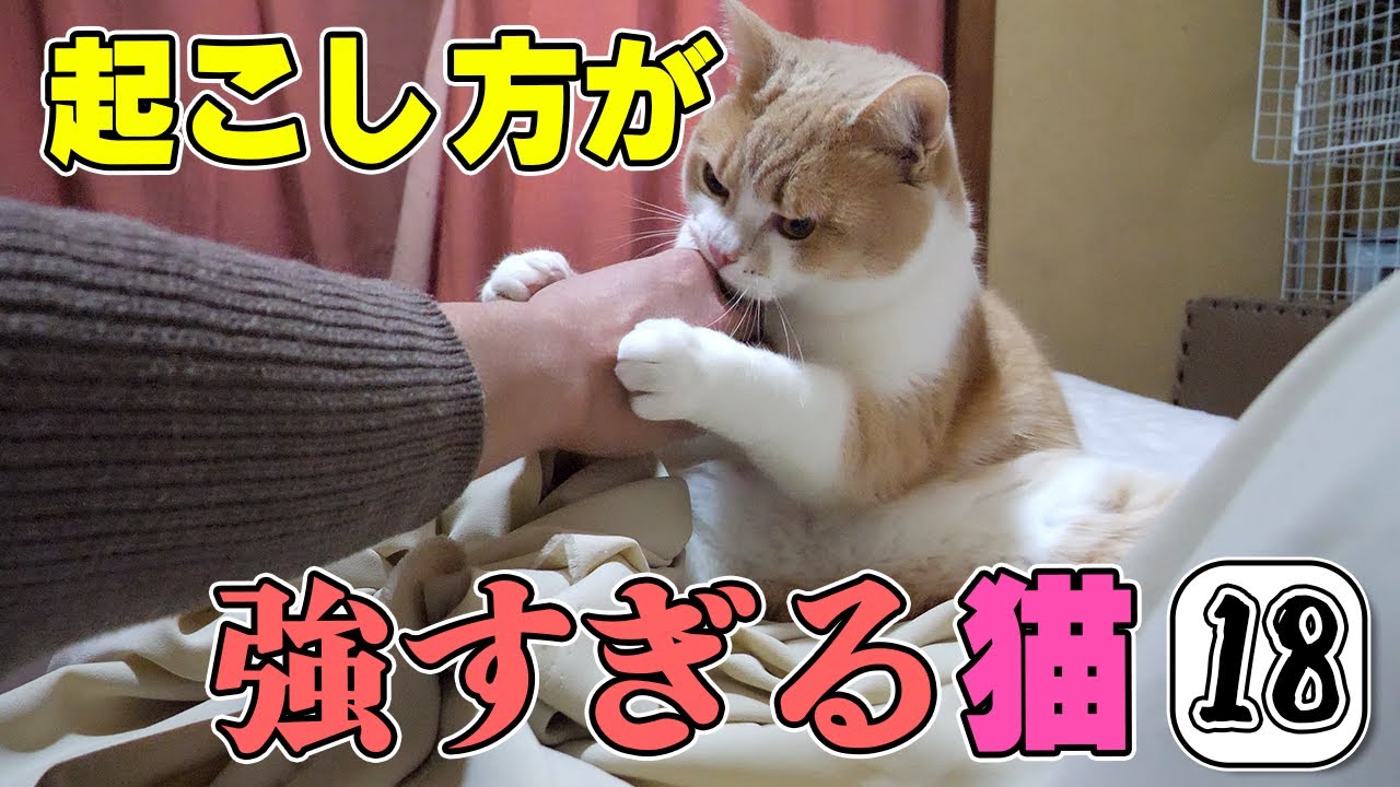 加減を忘れた猫が熟睡中の夫に襲いかかる…🐱起こし方が強すぎる猫１８