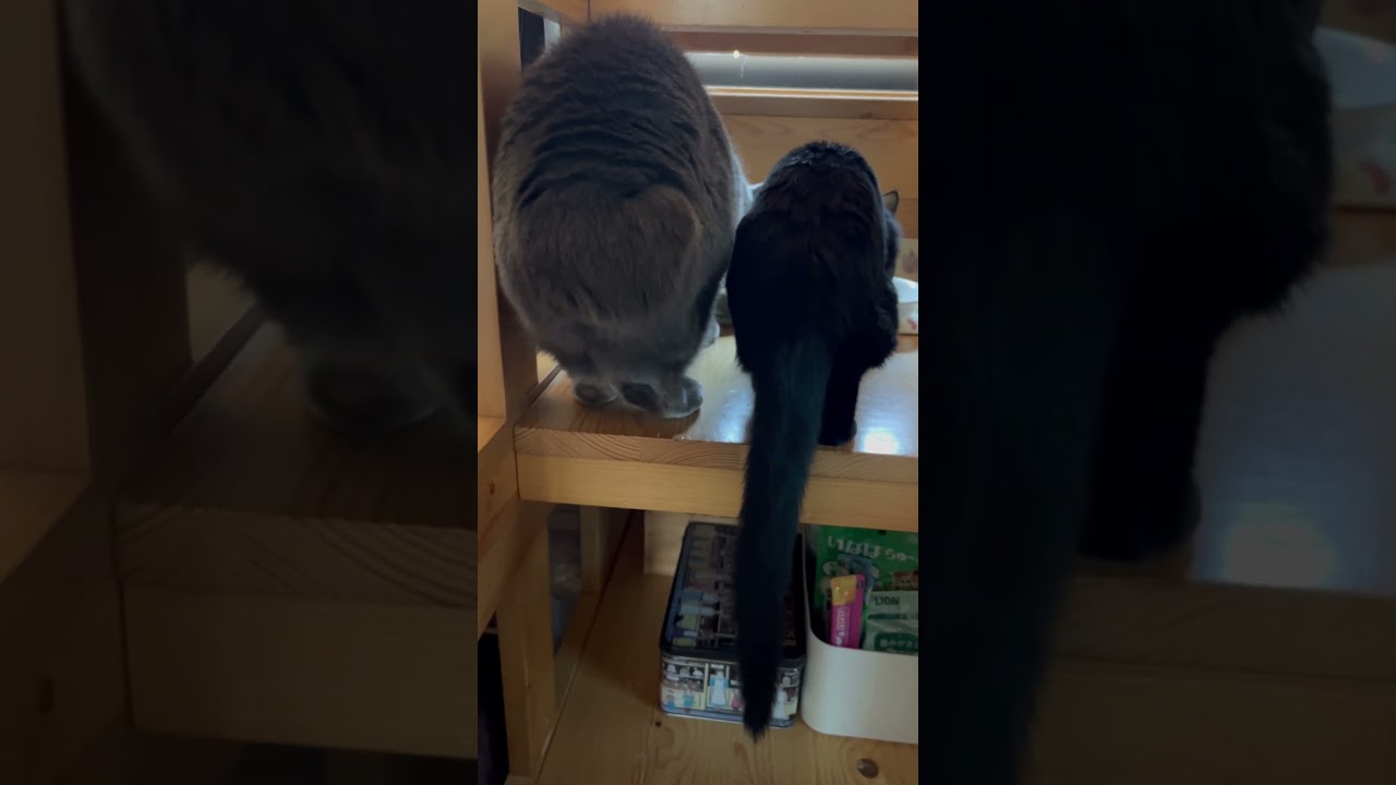 時間かかったけど仲良し？保護猫　ボス猫ペーター　ロシアンブルー10歳　黒子猫生後5ヶ月？長いしっぽと短いしっぽ