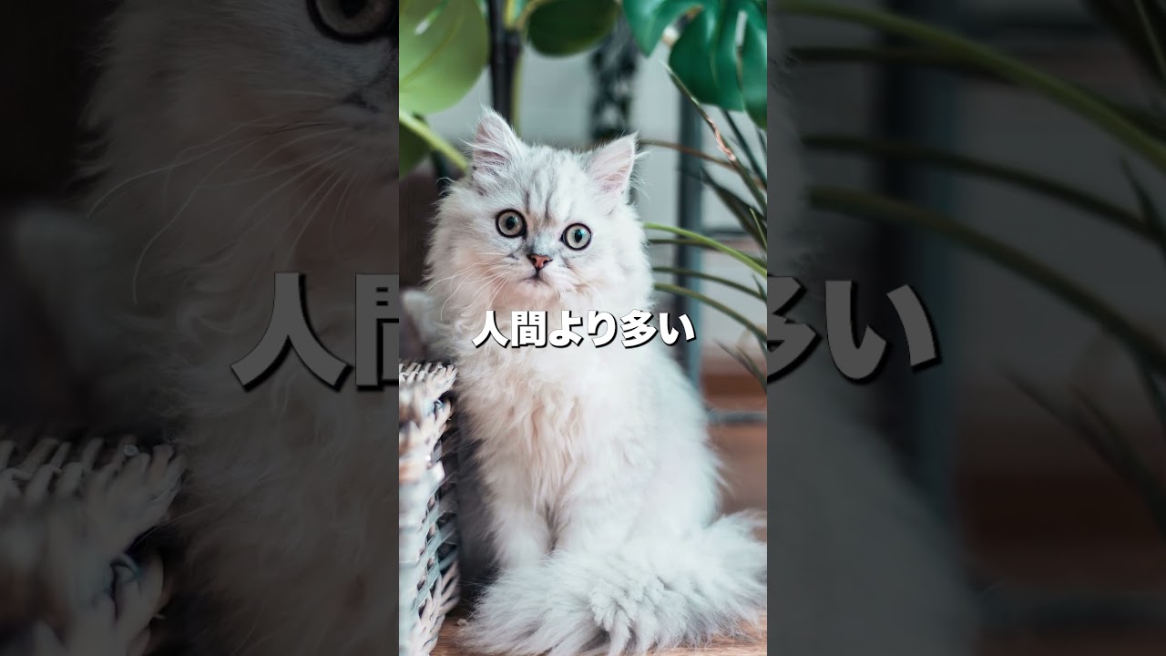 猫の雑学#12 「猫の行動の謎！その裏に隠された秘密！知られざる理由を解説します」 #猫の雑学 #猫の豆知識 #猫の行動