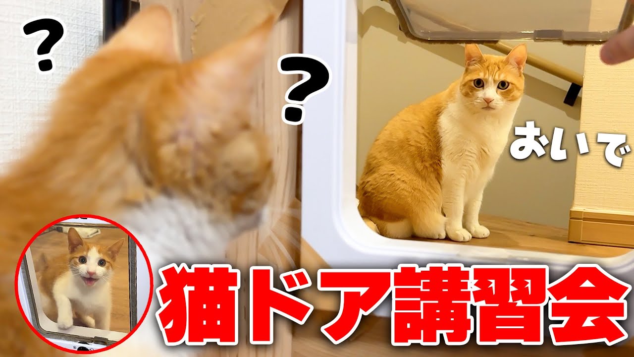 保護された子猫に”猫ドア”の使い方を教えようとしたらまさかの事実が判明しました…