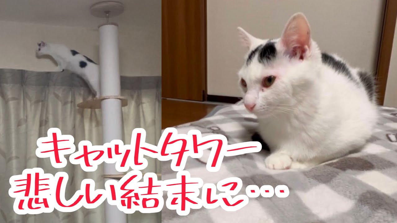 【初挑戦】キャットタワーに挑む勇敢な猫ミルクの悲しい結末。＃ねこ＃保護＃cat