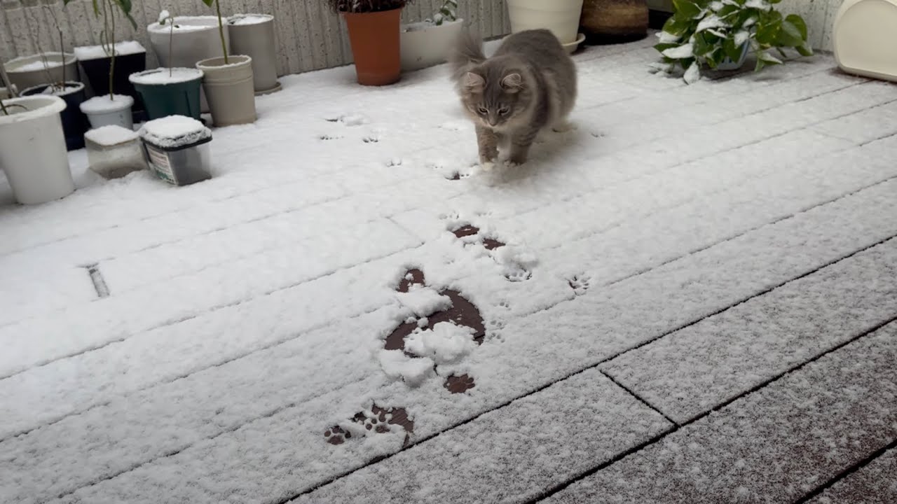 生まれて初めて見る雪にテンション爆上がりの猫　サイベリアン