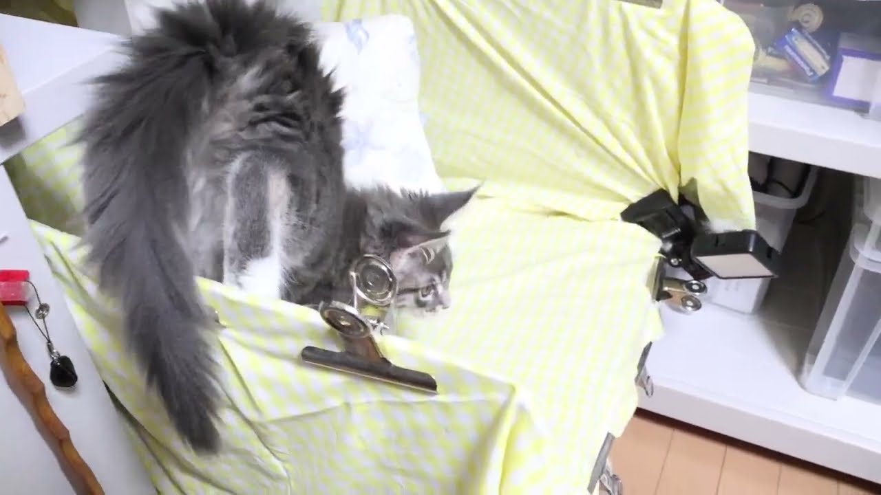 メインクーン子猫ノートちゃん家に来て1週間