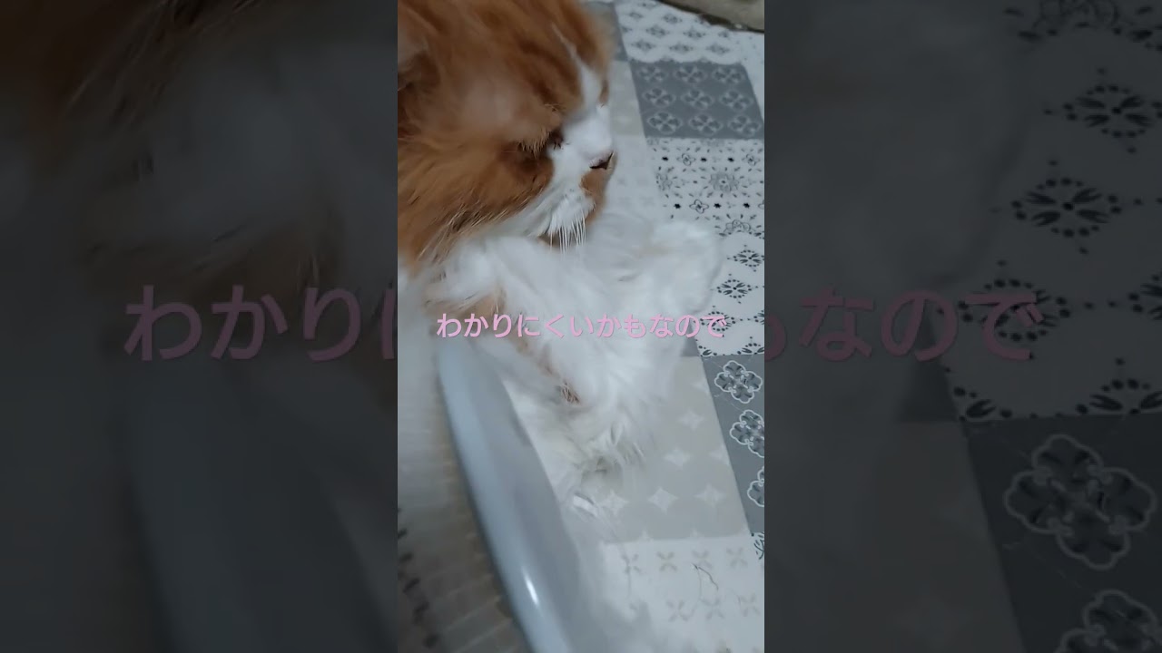 #猫のいる暮らし #猫のいる生活 #cat #ラガマフィン #静電気
