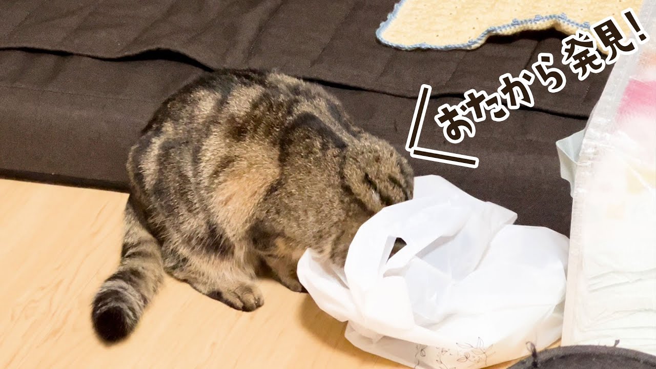 赤ちゃんの使用済みオムツ入れが気になる猫がついにこうなりました笑 #482【生後1年と193日目 スコティッシュフォールド】