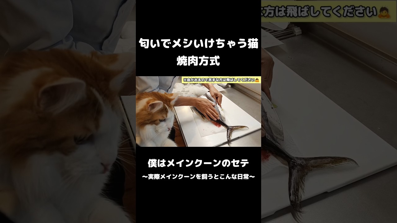 「この匂いだけでメシいけるわ」 #メインクーン #猫のいる暮らし #mainecoon #cat