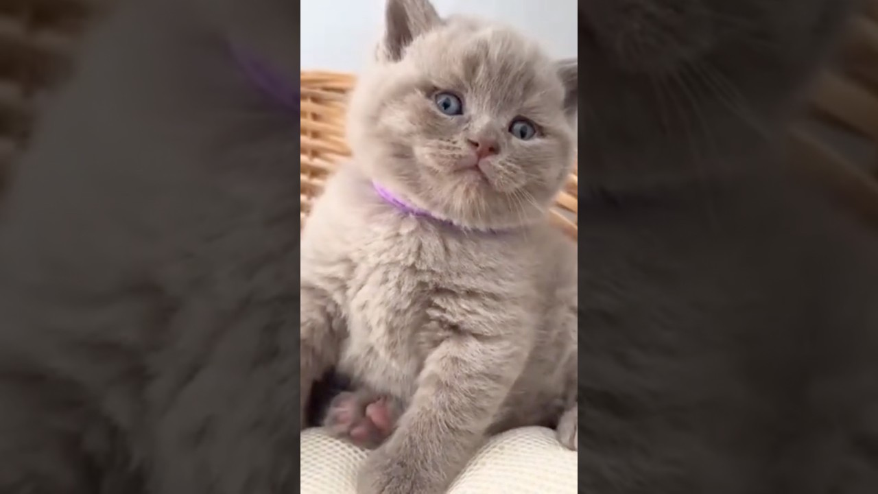 Cutest and Funniest Cat