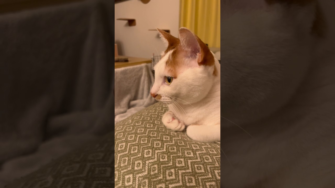 猫飼いあるある #cat #保護猫 #日本猫