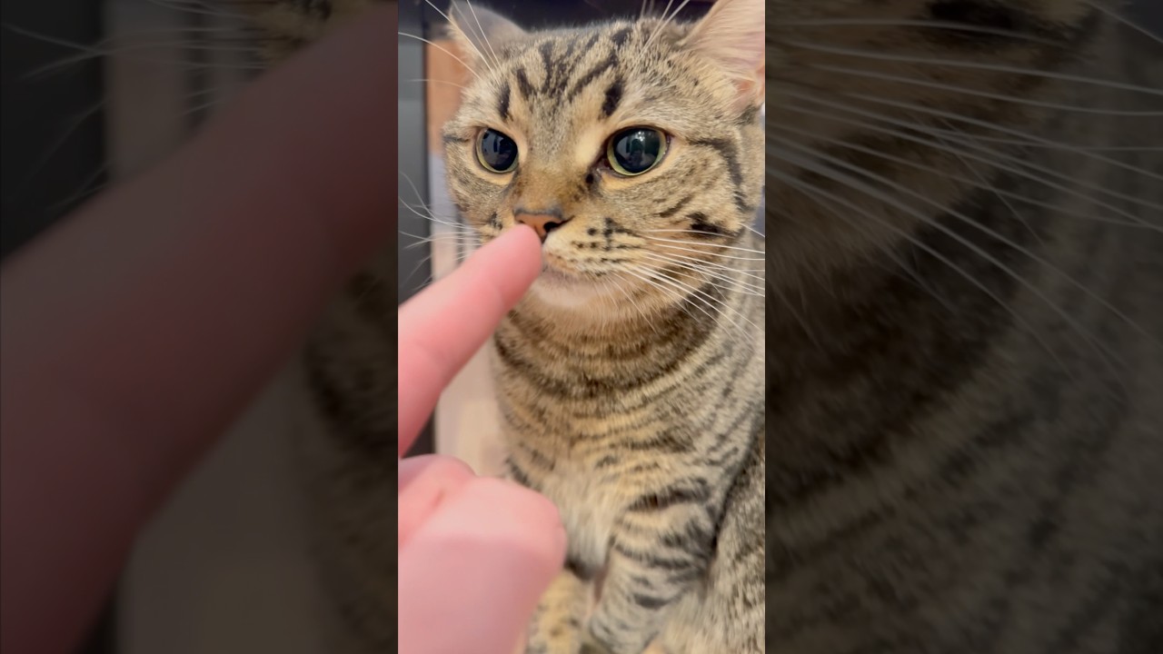 【猫動画】ぷりぷりプリンセス猫の可愛すぎるお出迎えwww #shorts #猫 #cat