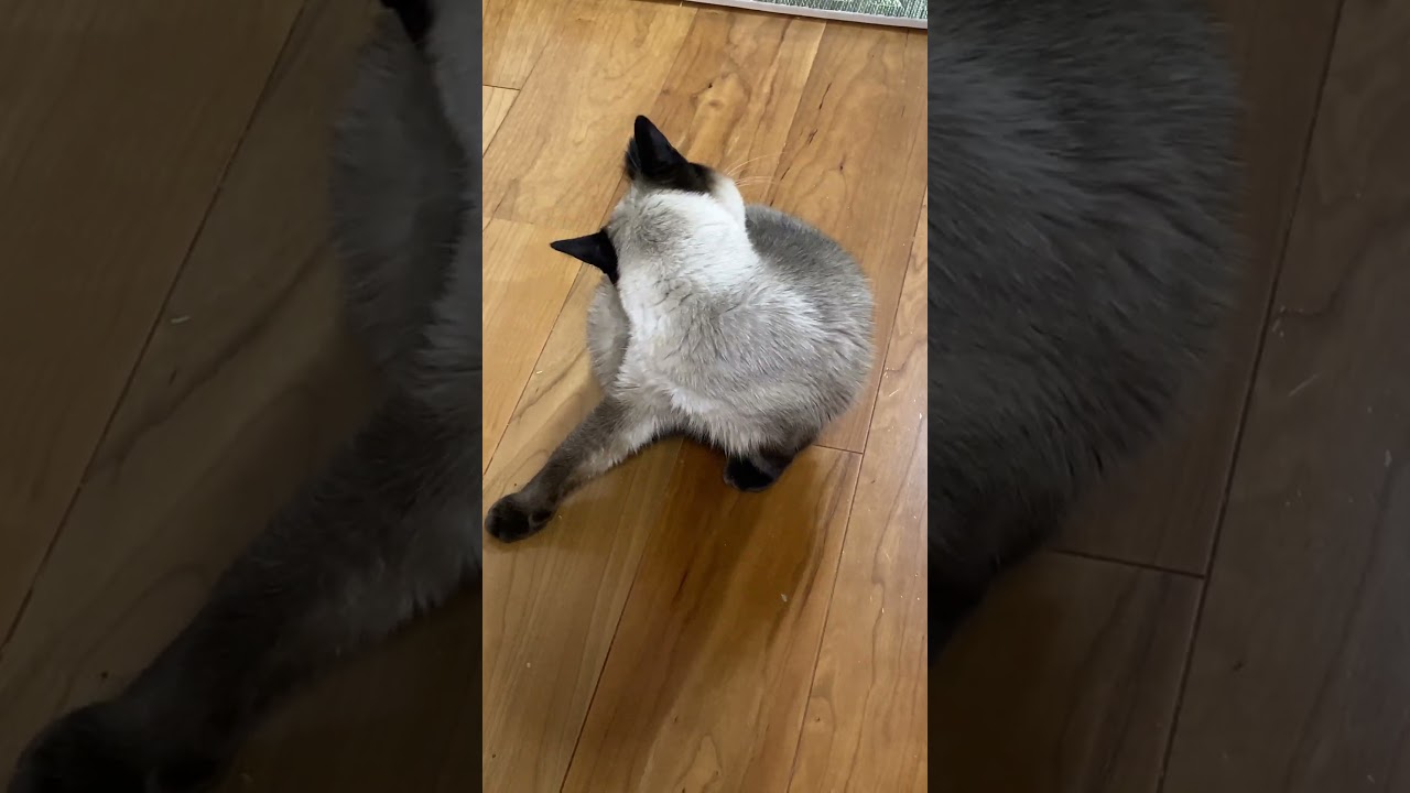 【2025.01.15】今日のシャム猫のふくさん（音無し）【たぬき猫】 #shorts