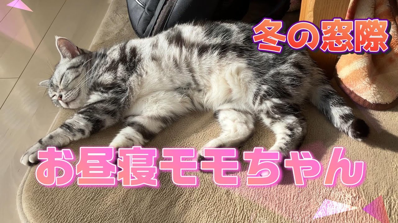 【猫とじじい】モモのお昼寝 冬の窓辺 #cat