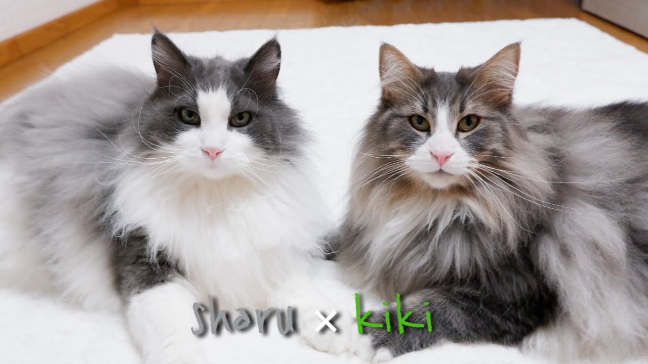 【ビッグラブペア】ノルウェージャンフォレストキャットの可愛すぎるふたりの関係♡