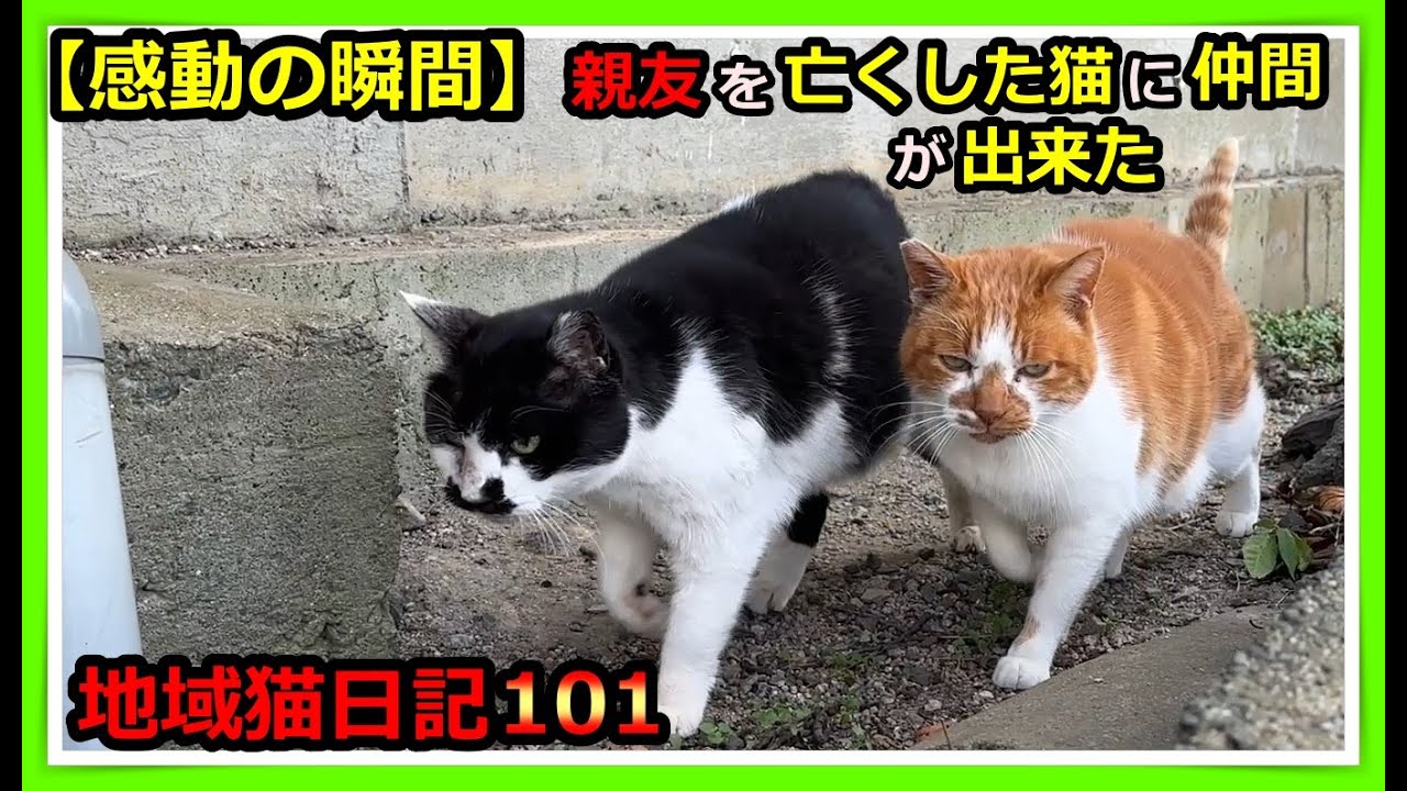 【感動の瞬間】親友を亡くした猫に仲間が出来た。独りぼっちだった地域猫「つくし」くんに寄り添うひとりの地域猫。待ちに待った仲良しの瞬間をご覧ください。そしていつもの地域猫たちも登場します。#猫