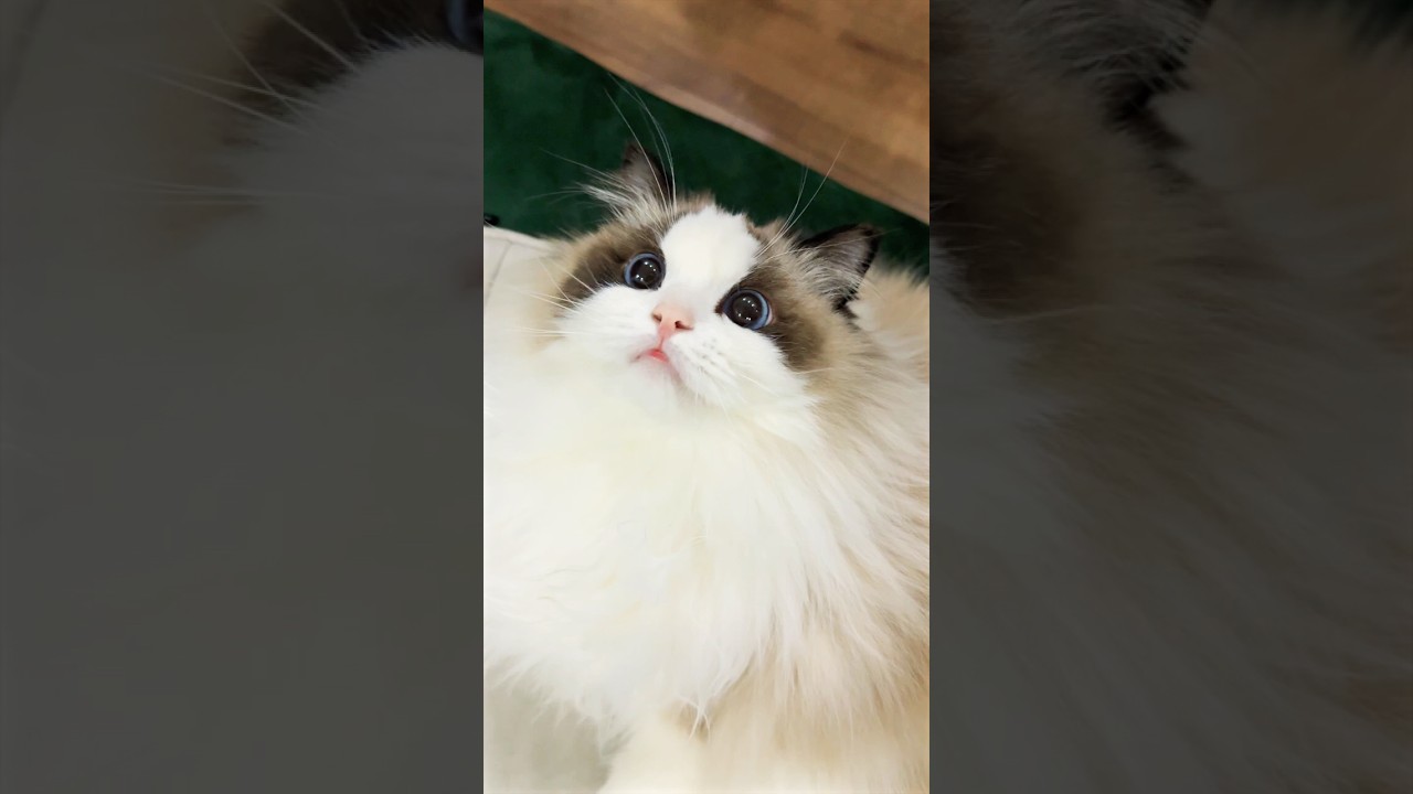 怎么会这么可爱！#cat #cutecat #ragdoll cat #pets #meow #貓 #布偶貓 #寵物 #猫 #ラグドール猫 #猫のいる生活