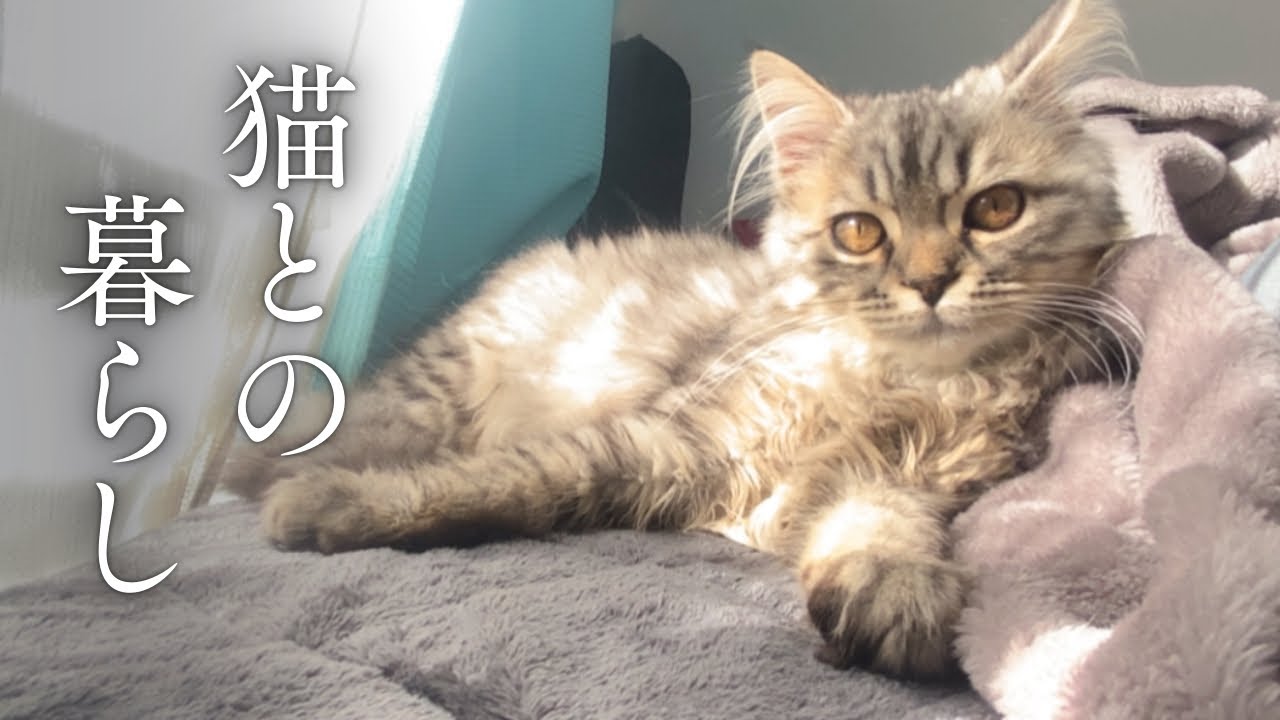 長毛猫2匹と暮らす平和すぎる朝【メインクーン/ミヌエット】