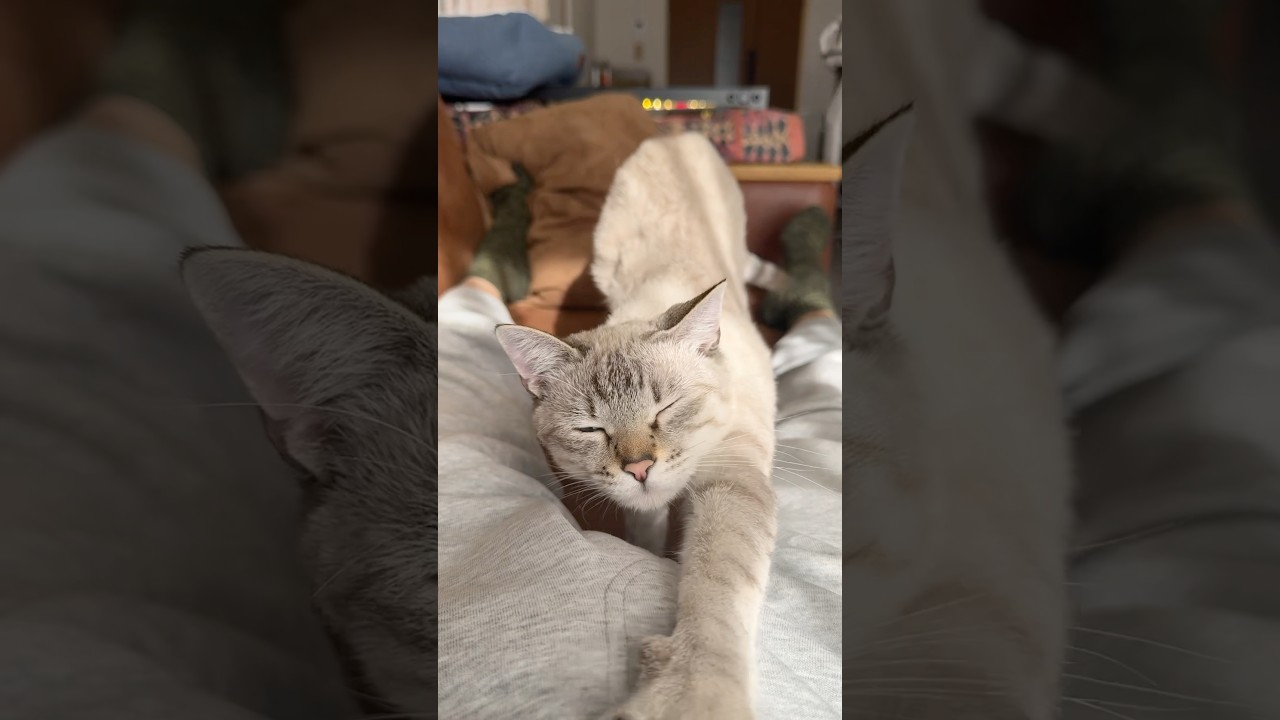 起きたのにゆっくりするの？　#シャムトラ  #元保護猫 #シャムミックス  #cat #猫耳 #kitten  #猫耳 #siamese mix