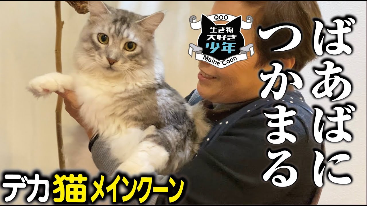 【メインクーン】一年ぶりにやってきたばあばに抱っこされる大型猫。ようやく慣れてきたけれど。。