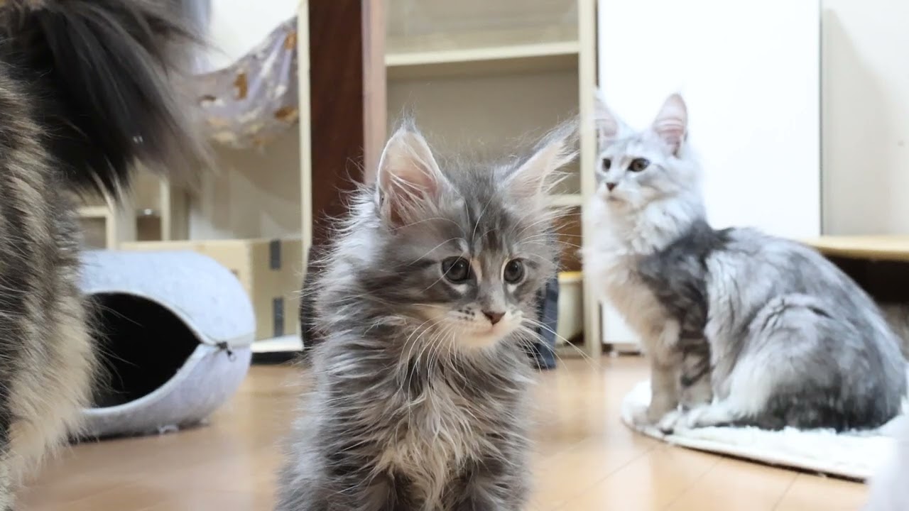 生後６６日メインクーン子猫サラビちゃん