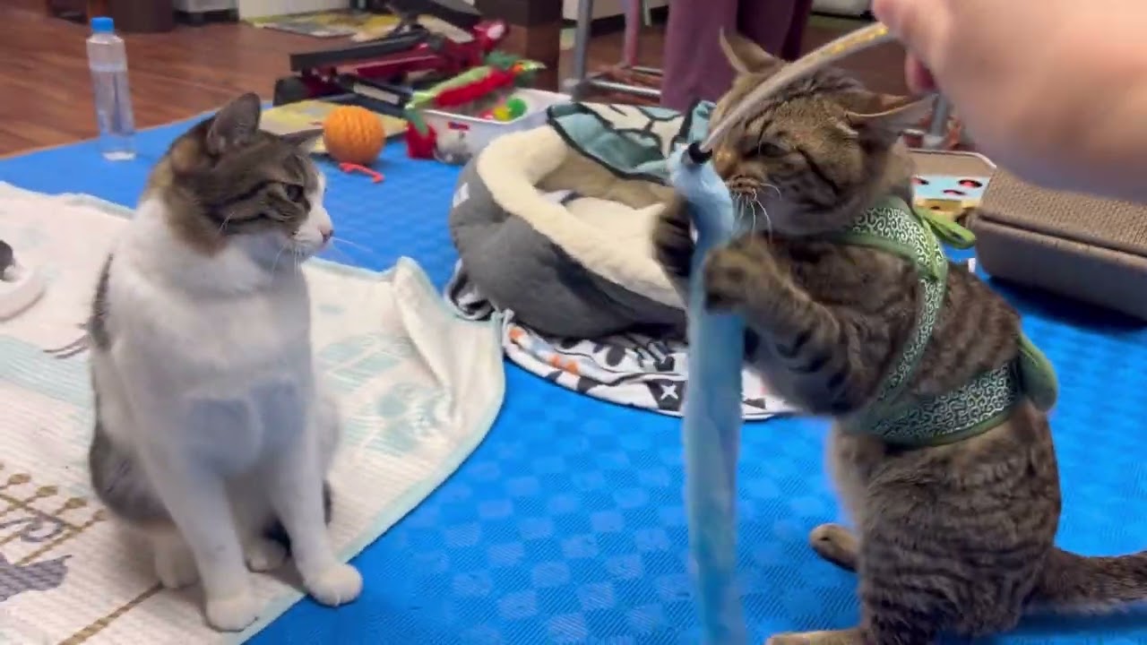 【猫様動画】保護5日目の元野良猫、距離をつめてみる