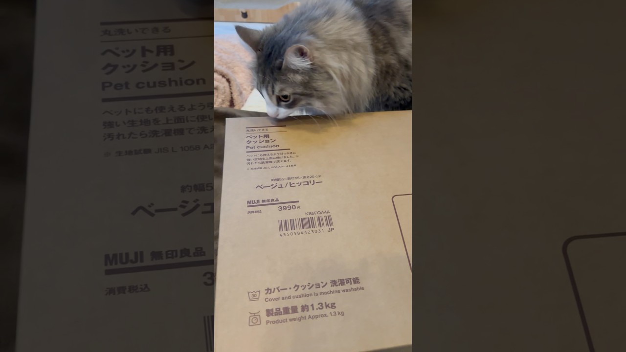 買ってみた #無印良品 #サイベリアン #siberian #1歳9ヶ月 #cat #猫 #shorts