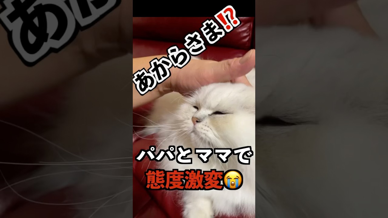 【ペルシャ猫】うちの猫、パパとママで別人格⁉️ペルシャ猫の二面性に驚愕！#チンチラ猫 #ペルシャ猫