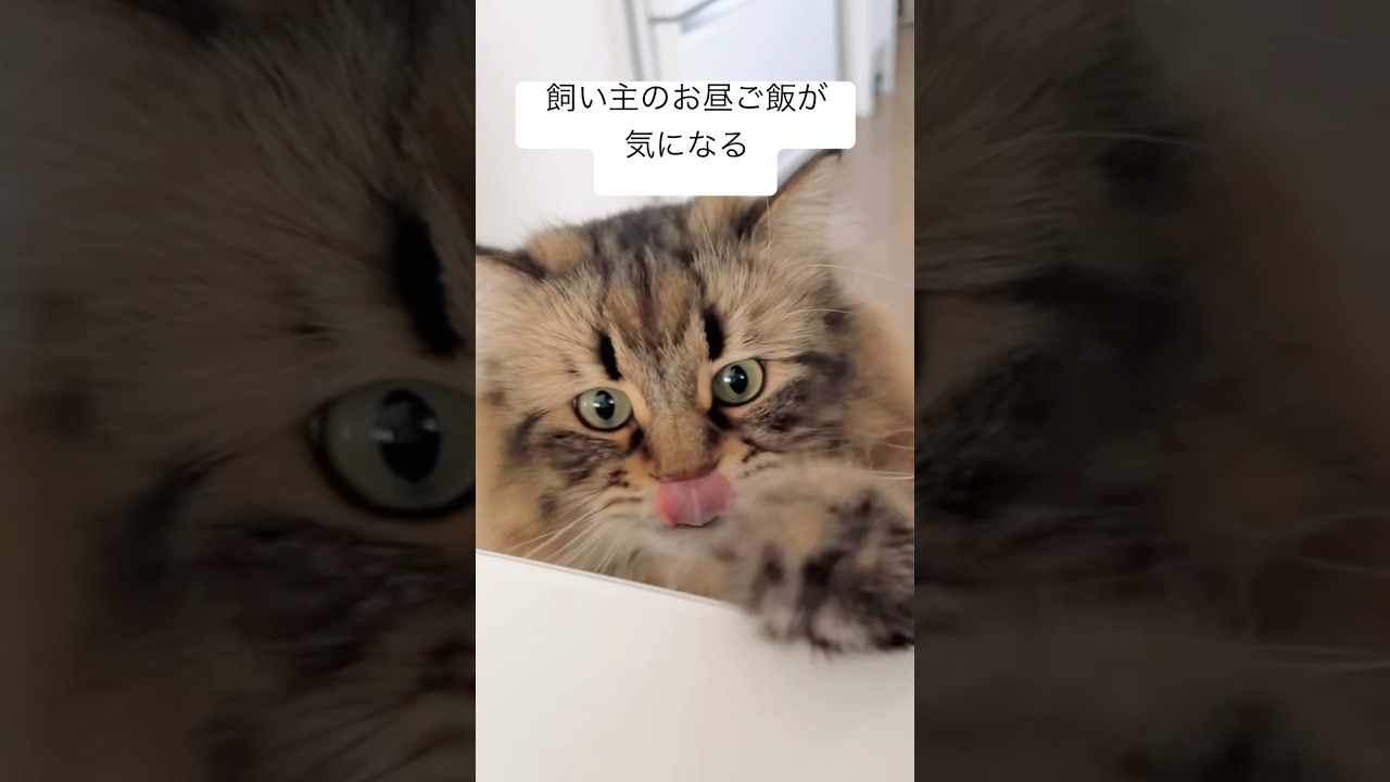 つまみ食いしたいネコちゃん #猫 #サイベリアン #ヤマネコ