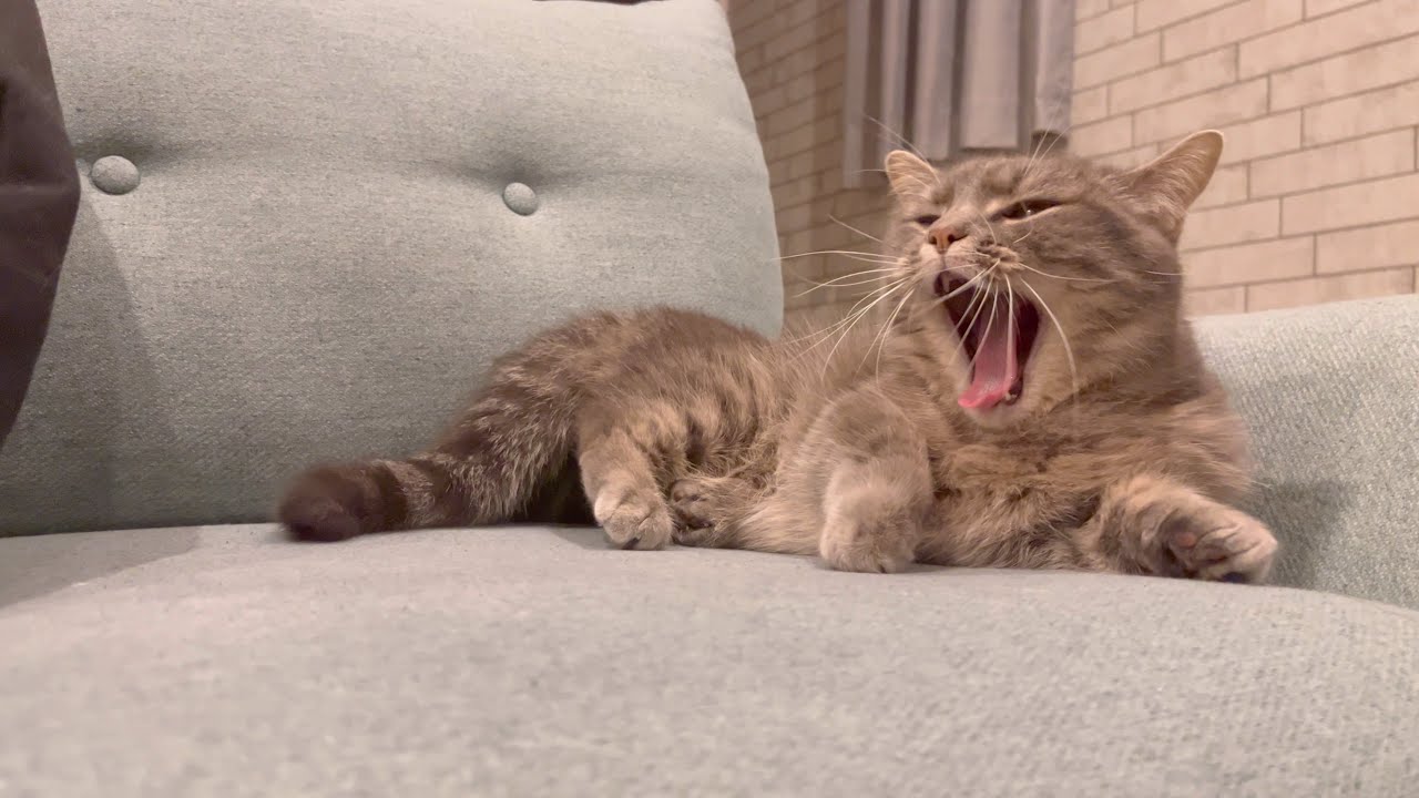 猫が溶けるところって見たことありますか？